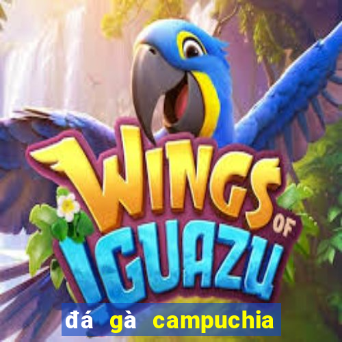 đá gà campuchia hôm nay