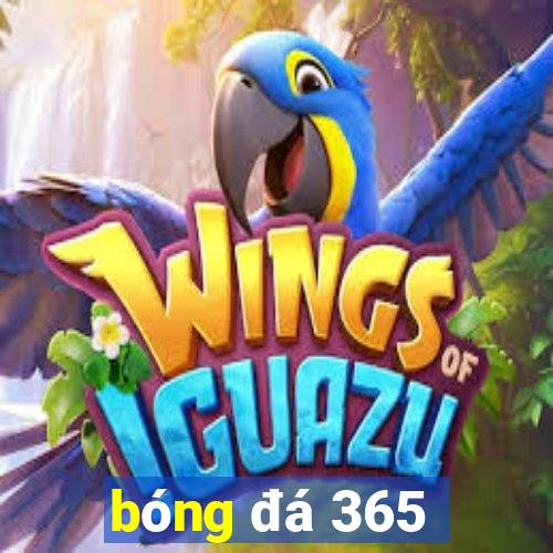 bóng đá 365