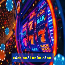 cách nuôi nhím cảnh