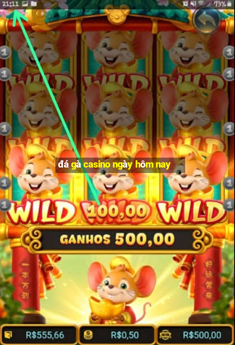 đá gà casino ngày hôm nay