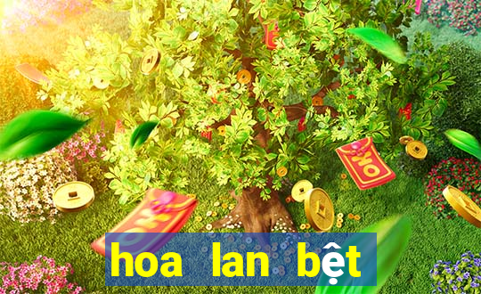 hoa lan bệt châu như