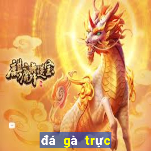 đá gà trực tiếp thomo 5 9