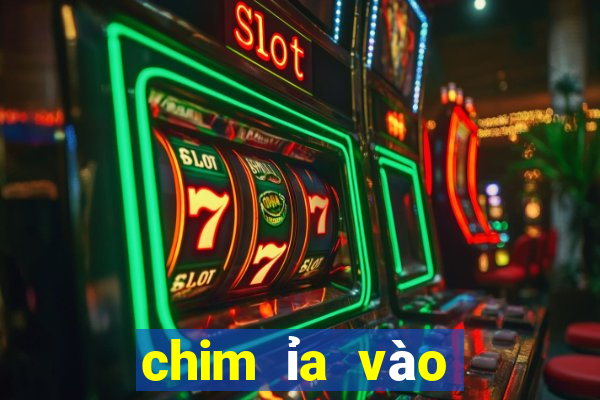 chim ỉa vào người là điềm gì