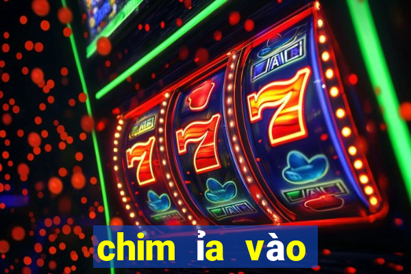 chim ỉa vào người là điềm gì