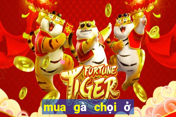 mua gà chọi ở hà nội