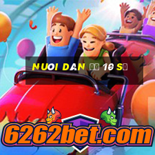 nuôi dàn đề 10 số