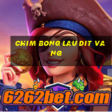 chim bong lau dit vang