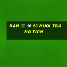 dàn đề 16 số nuôi trong tuần