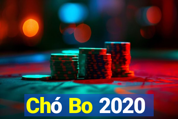 Chó Bo 2020