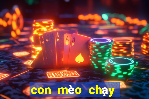 con mèo chạy đua con mèo chạy đua