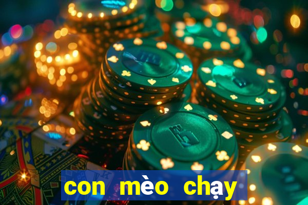 con mèo chạy đua con mèo chạy đua