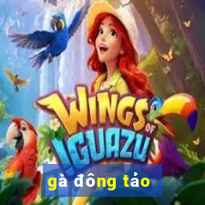 gà đông tảo