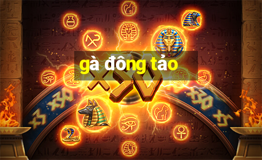 gà đông tảo