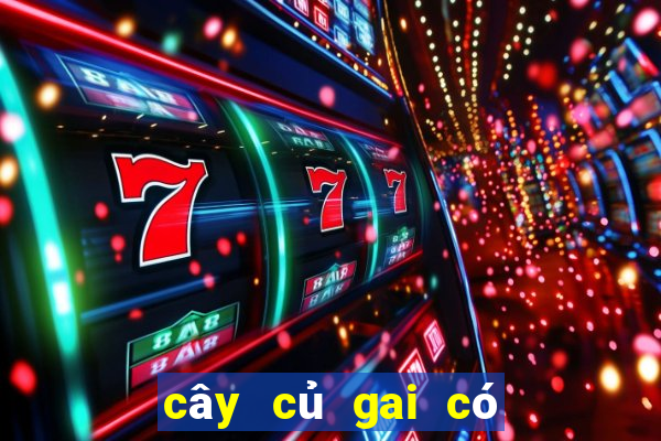 cây củ gai có tác dụng gì