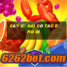 cây củ gai có tác dụng gì