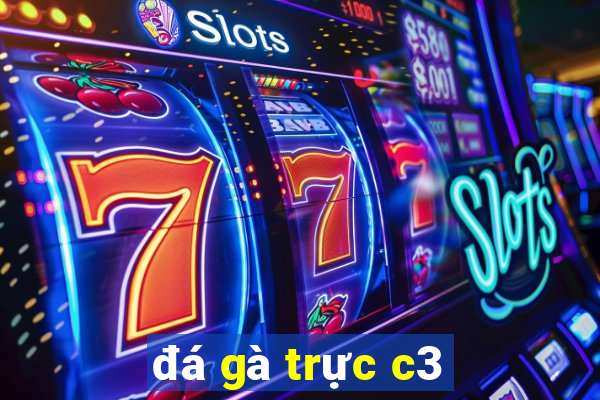 đá gà trực c3