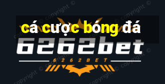 cá cược bóng đá