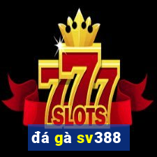 đá gà sv388