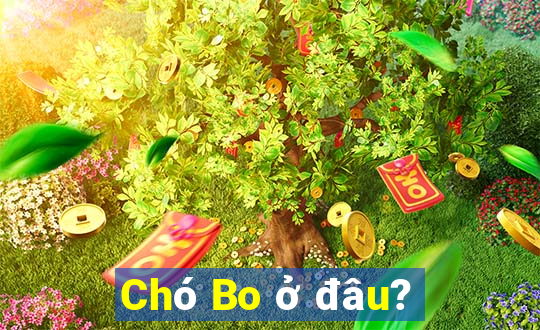 Chó Bo ở đâu?