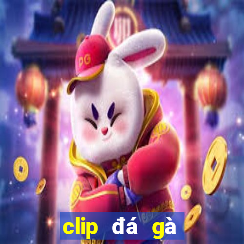 clip đá gà thomo hôm nay