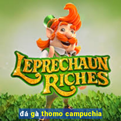 đá gà thomo campuchia