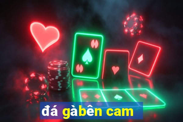 đá gà bên cam