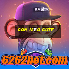 con mèo cute