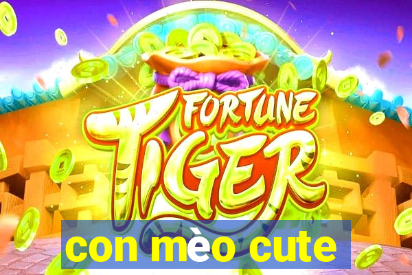 con mèo cute