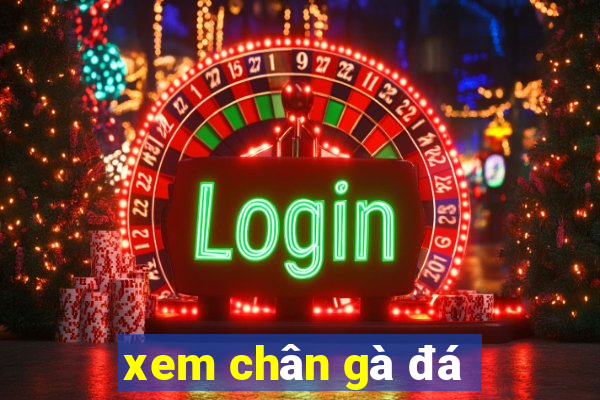 xem chân gà đá