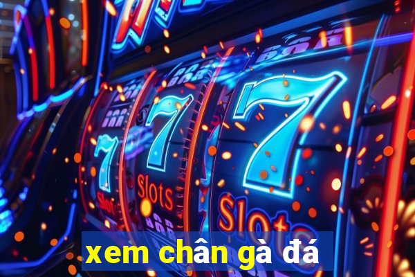 xem chân gà đá