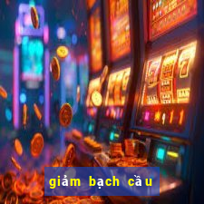 giảm bạch cầu ở mèo