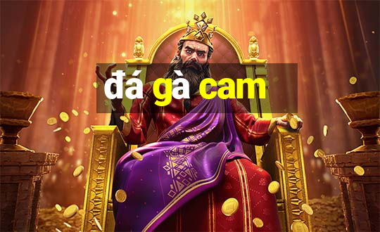 đá gà cam