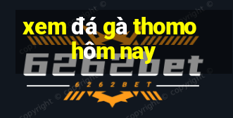 xem đá gà thomo hôm nay