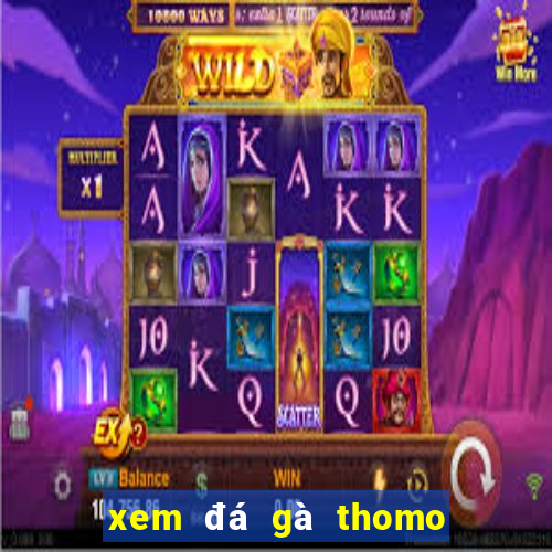 xem đá gà thomo hôm nay