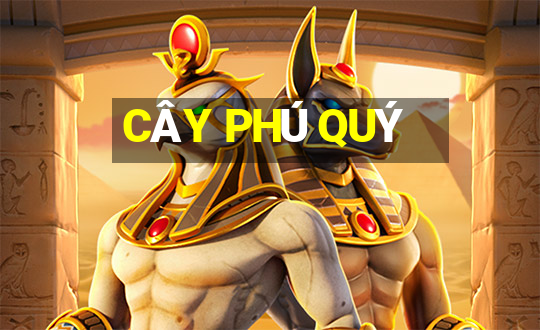 CÂY PHÚ QUÝ