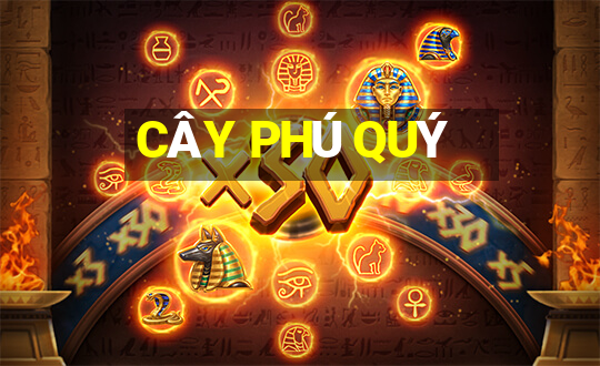 CÂY PHÚ QUÝ