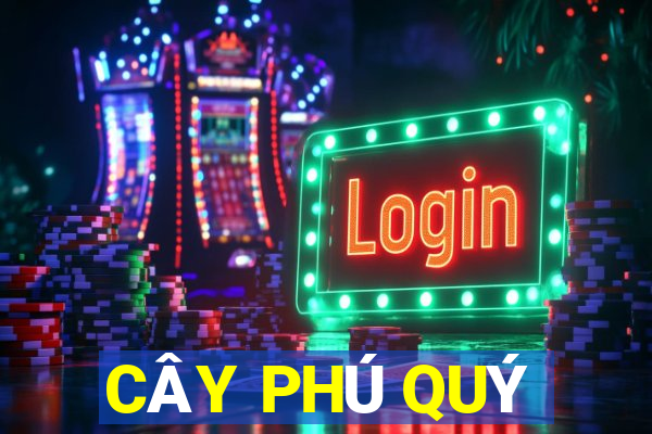 CÂY PHÚ QUÝ