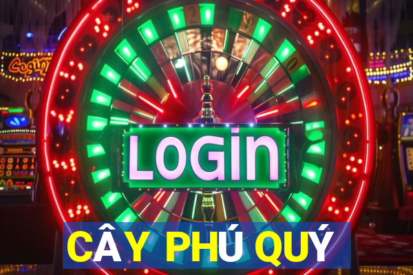 CÂY PHÚ QUÝ