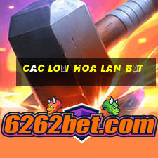 các loại hoa lan bệt