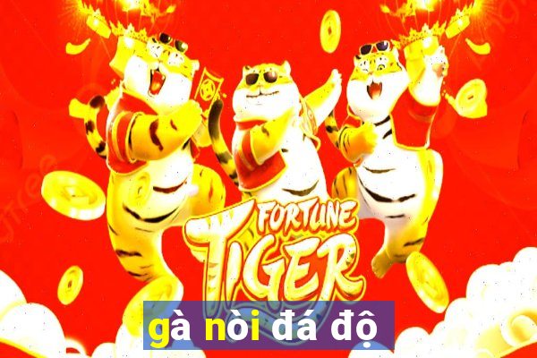 gà nòi đá độ