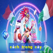 cách trong cây đuôi chuột