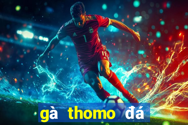 gà thomo đá trực tiếp