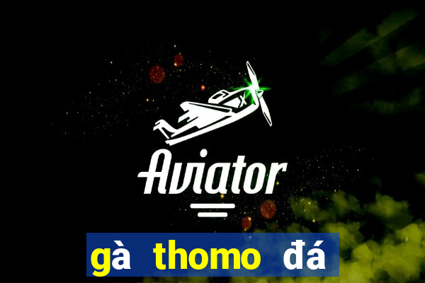 gà thomo đá trực tiếp