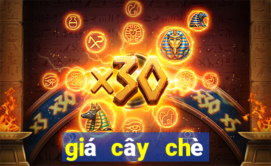 giá cây chè xanh cổ thụ