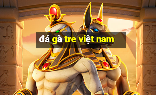 đá gà tre việt nam