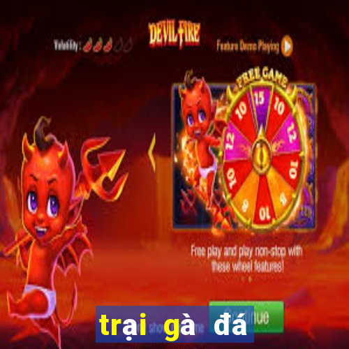 trại gà đá nổi tiếng