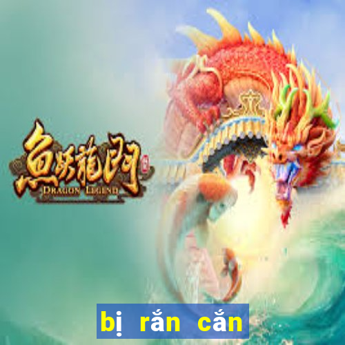 bị rắn cắn đánh con gì