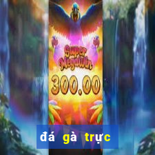 đá gà trực tiếp casino 369