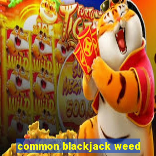 common blackjack weed