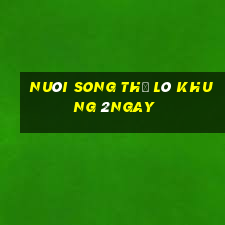 nuôi song thủ lô khung 2ngay